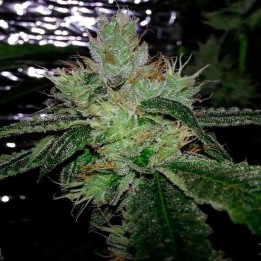 Cherry Moon Pie Feminizada de Big Buddha Seeds