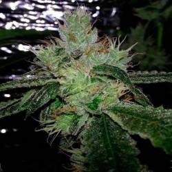 Cherry Moon Pie Feminizada de Big Buddha Seeds