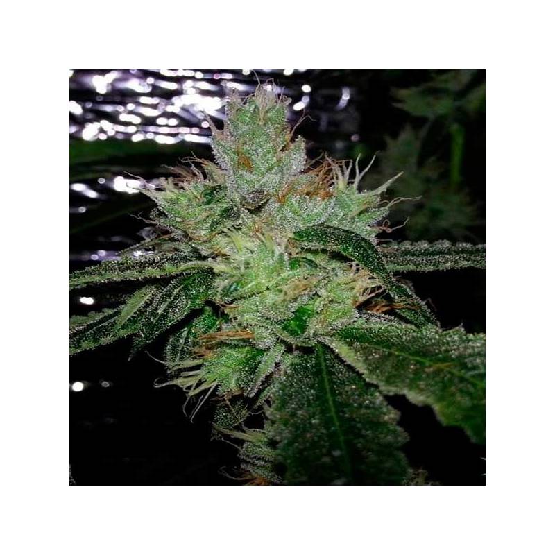 Cherry Moon Pie Feminizada de Big Buddha Seeds