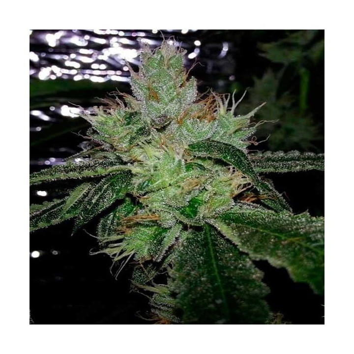 Cherry Moon Pie Feminizada de Big Buddha Seeds
