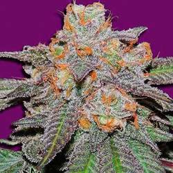 Cherry Bomb Regular de Bomb Seeds