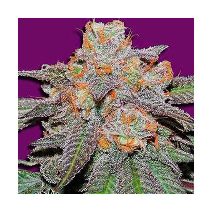 Cherry Bomb Regular de Bomb Seeds