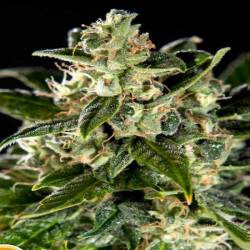 Cheesy CBD Autofloreciente Feminizada de Philosopher Seeds