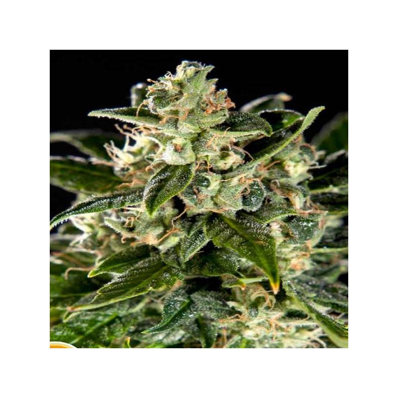 Cheesy CBD Autofloreciente Feminizada de Philosopher Seeds