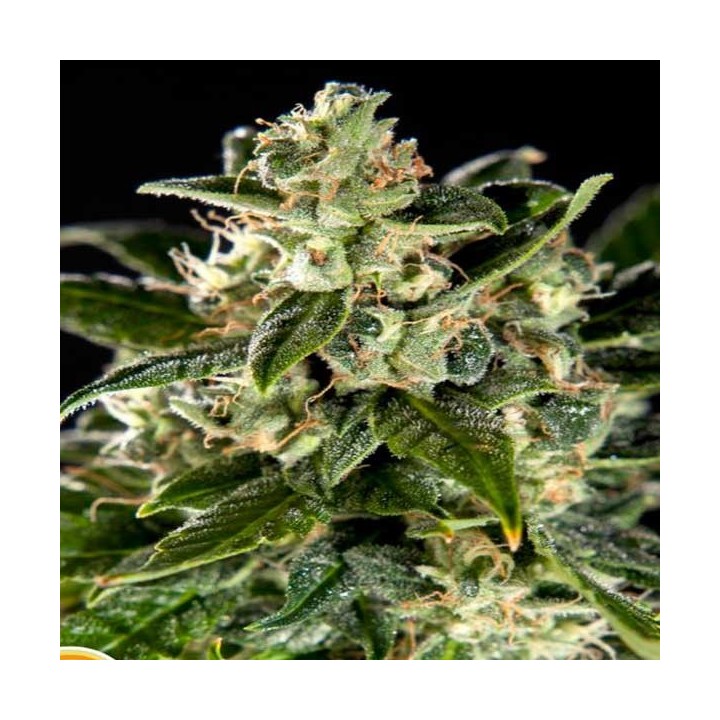 Cheesy CBD Autofloreciente Feminizada de Philosopher Seeds
