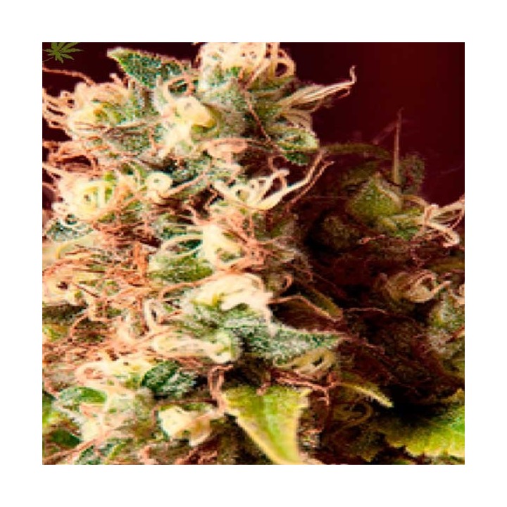 Cheese X Critical Feminizada de Exclusive Seeds