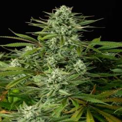 Cheese CBD Feminizada de Dinafem