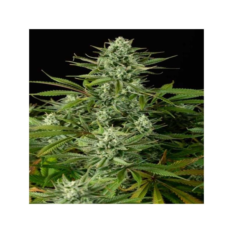 Cheese CBD Feminizada de Dinafem