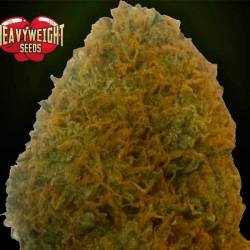 Champions Feminizada de Heavyweight Seeds