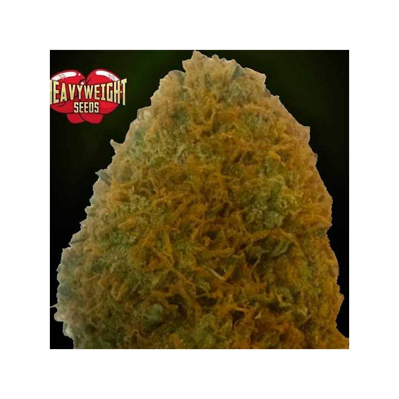 Champions Feminizada de Heavyweight Seeds