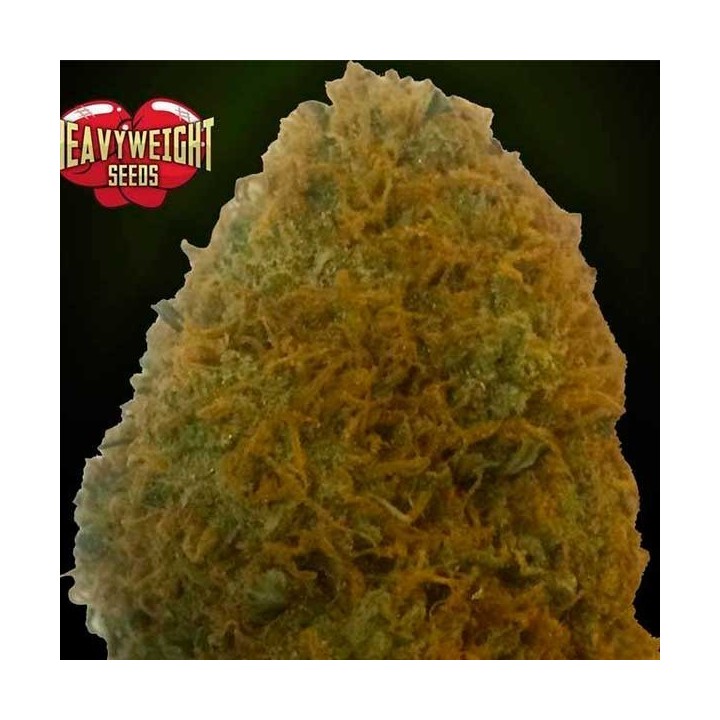 Champions Feminizada de Heavyweight Seeds
