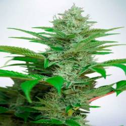 Star CBD Feminizada de Ministry Seeds