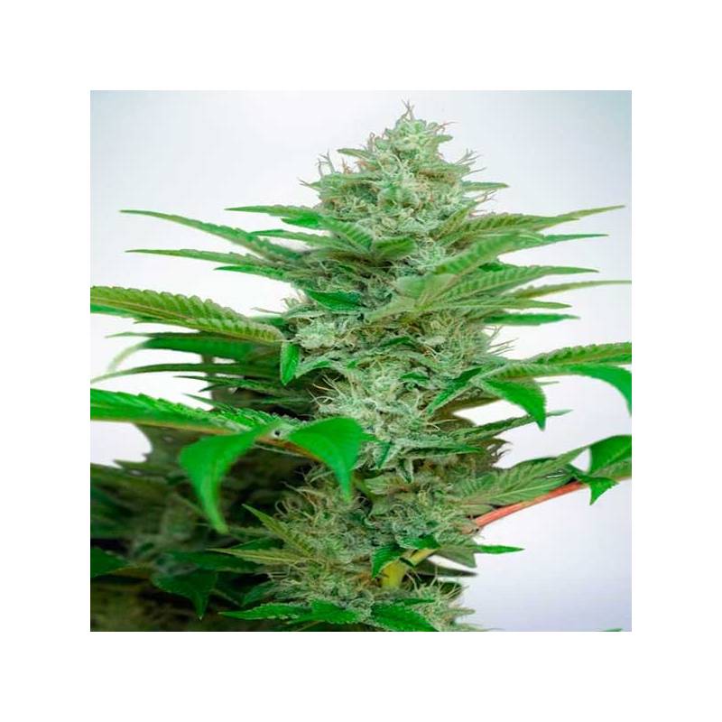 Star CBD Feminizada de Ministry Seeds