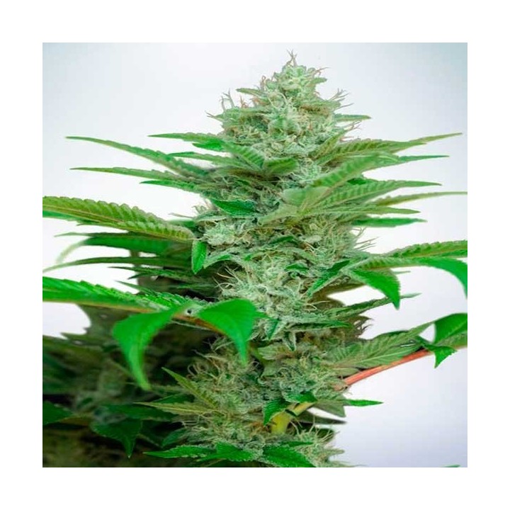 Star CBD Feminizada de Ministry Seeds