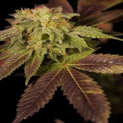 Star CBD Autofloreciente Feminizada de Ministry Seeds