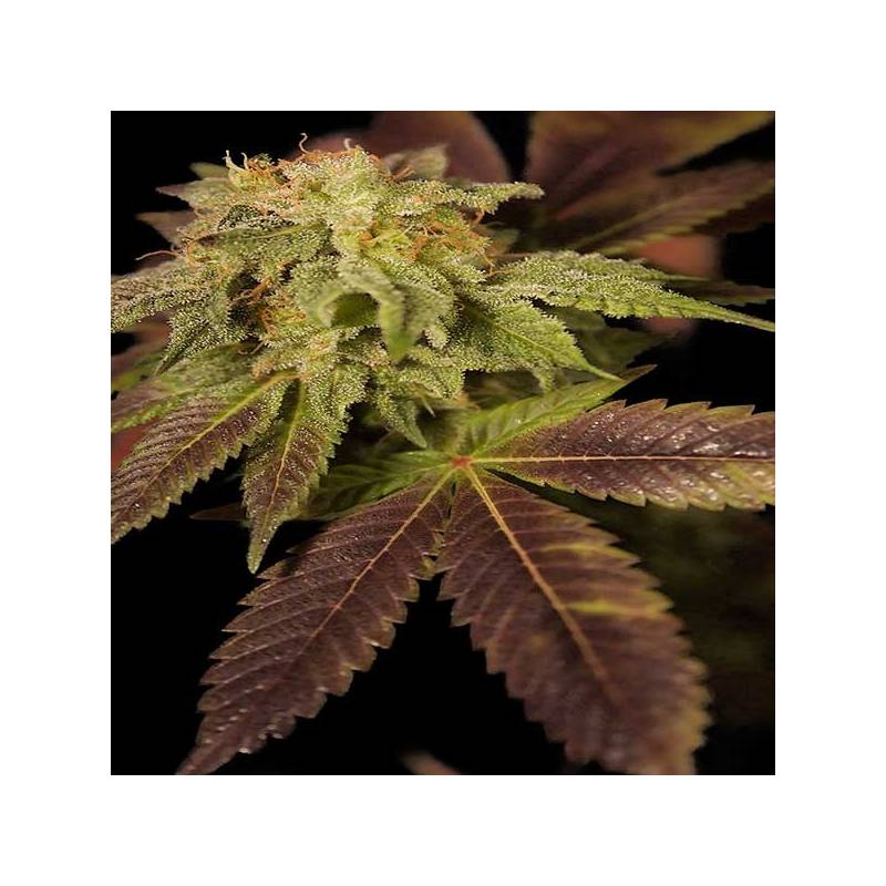 Star CBD Autofloreciente Feminizada de Ministry Seeds