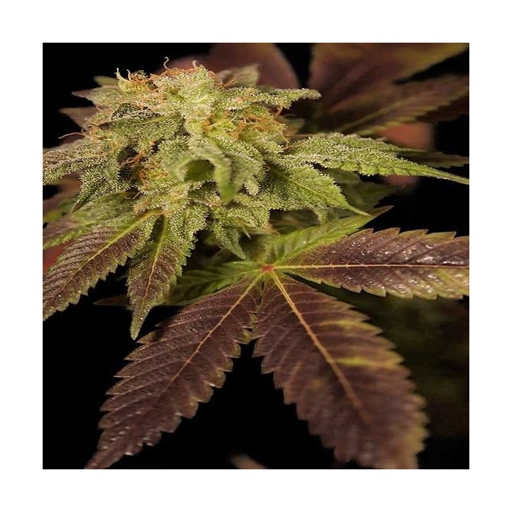 Star CBD Autofloreciente Feminizada de Ministry Seeds