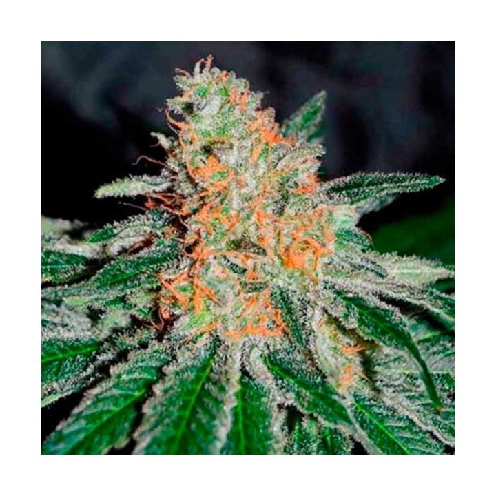 Jam CBD Feminizada de Delicious