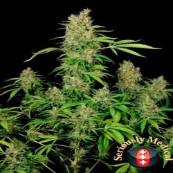 Chronic CBD Feminizada de Serious Seeds