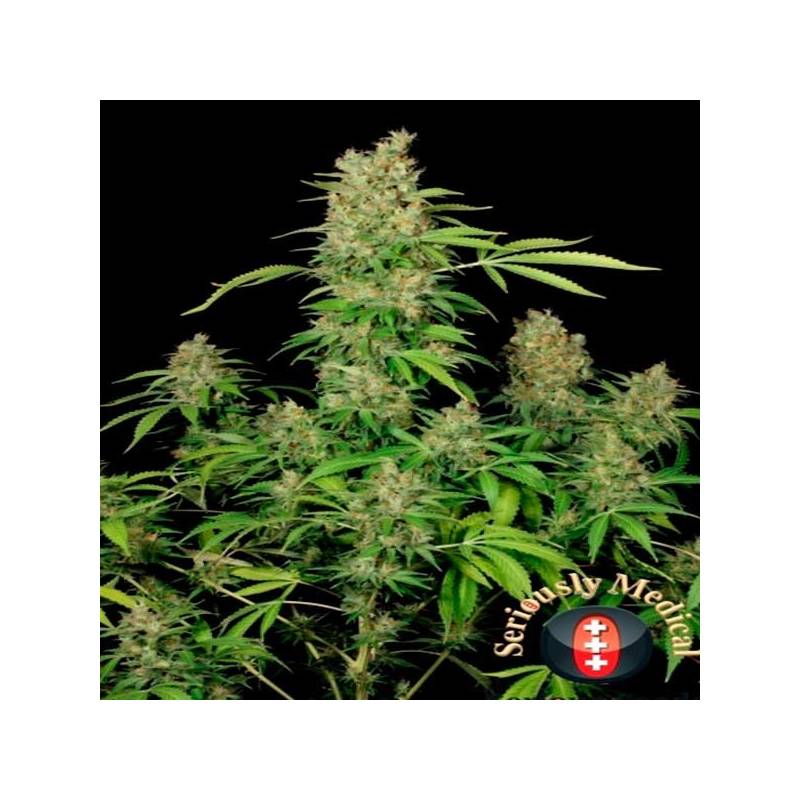 Chronic CBD Feminizada de Serious Seeds