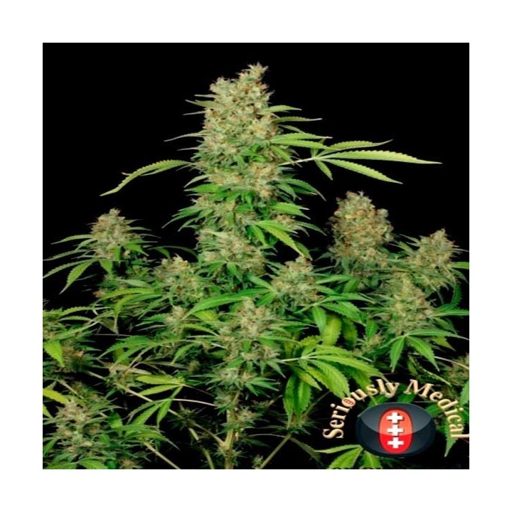 Chronic CBD Feminizada de Serious Seeds