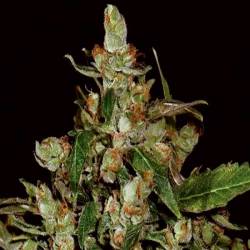 White Widow CBD Autofloreciente Feminizada de Dutch Passion