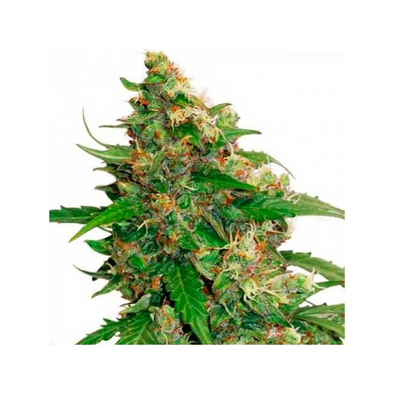 Compassion Lime CBD Autofloreciente Feminizada de Dutch Passion