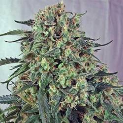 Caramelice CBD Feminizada de Positronics