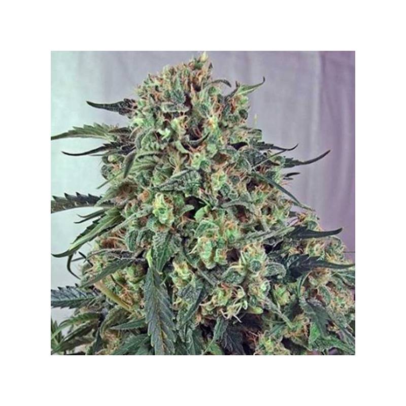 Caramelice CBD Feminizada de Positronics