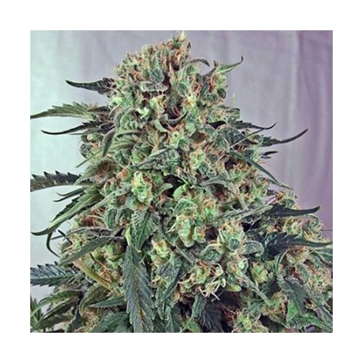 Caramelice CBD Feminizada de Positronics