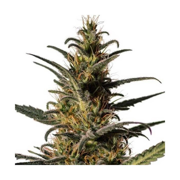Candida Feminizada de Medical Marijuana