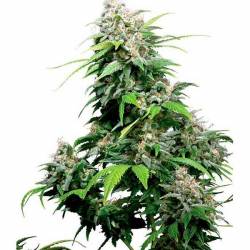 California Regular de 