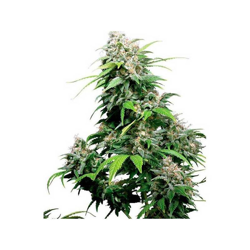 California Regular de 