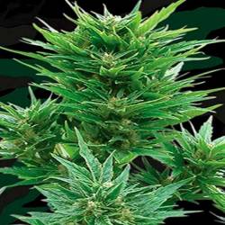 Buddha Haze Autofloreciente Feminizada de Big Buddha Seeds