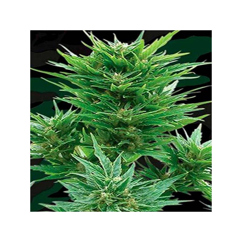 Buddha Haze Autofloreciente Feminizada de Big Buddha Seeds