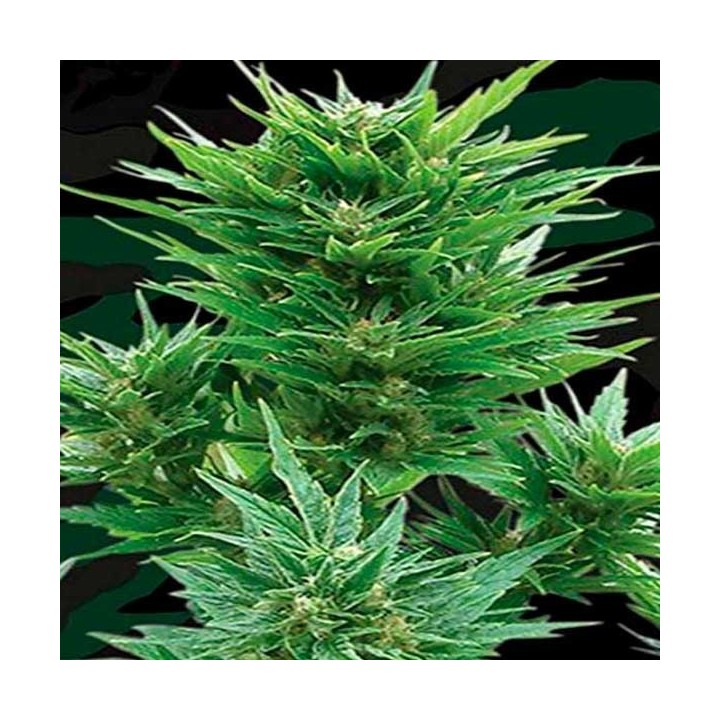Buddha Haze Autofloreciente Feminizada de Big Buddha Seeds