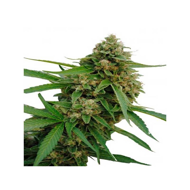 Bubba Kush CBD Feminizada de Dinafem