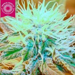 Kush Medicine Regular de Tropical Seeds