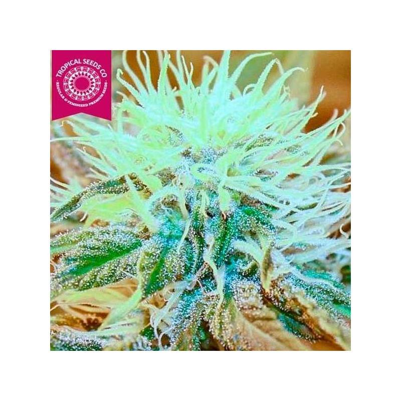 Kush Medicine Regular de Tropical Seeds