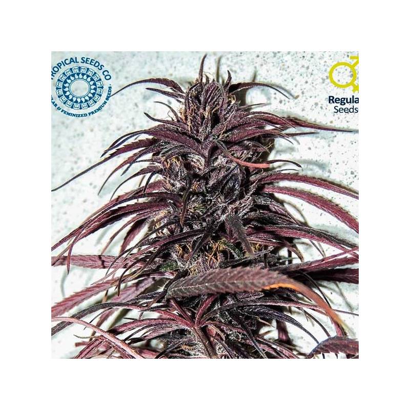 Old Congo Regular de Tropical Seeds