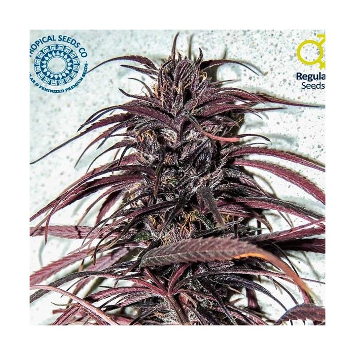 Old Congo Regular de Tropical Seeds