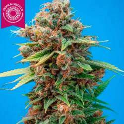 Smooth Smoke Feminizada de Tropical Seeds