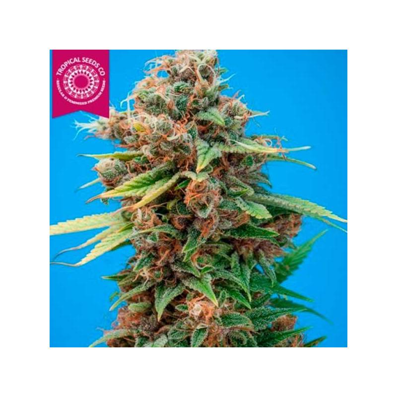 Smooth Smoke Feminizada de Tropical Seeds