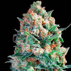 B3 Medical Feminizada de Pure Seeds