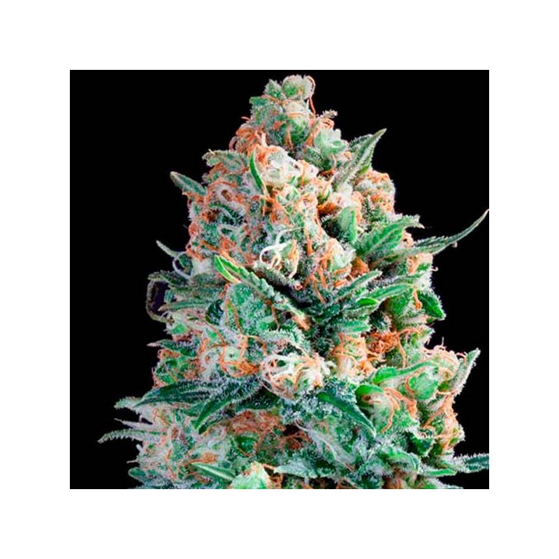 B3 Medical Feminizada de Pure Seeds