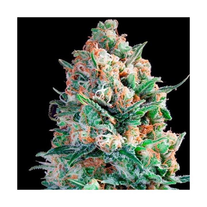 B3 Medical Feminizada de Pure Seeds