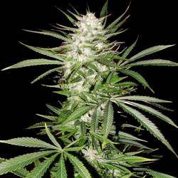 Big Skunk Feminizada de Pure Seeds