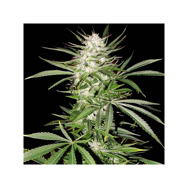 Big Skunk Feminizada de Pure Seeds