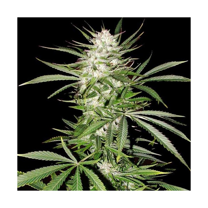 Big Skunk Feminizada de Pure Seeds