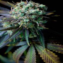 Pure CBD Feminizada de Pure Seeds